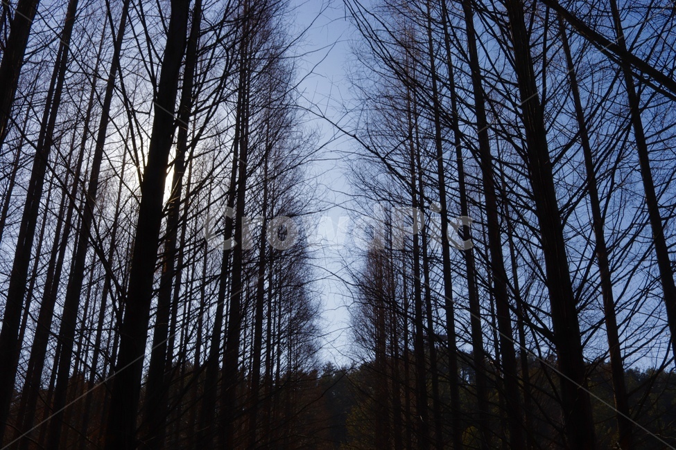 하늘,분위기,감성,풍경,고독,겨울,계절,winter,season,자연,풍경,nature,landscape,식물,plants,나무,trees,wood,light,빛,flare,플레어,tree,plant