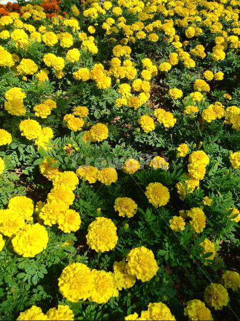금잔화,금송화,金松花,옥동동화,성주화,당금잔,식물,꽃,plant,flower,potmarigold,관상용,한해살이풀,식물,자연,plants,nature,꽃,flower