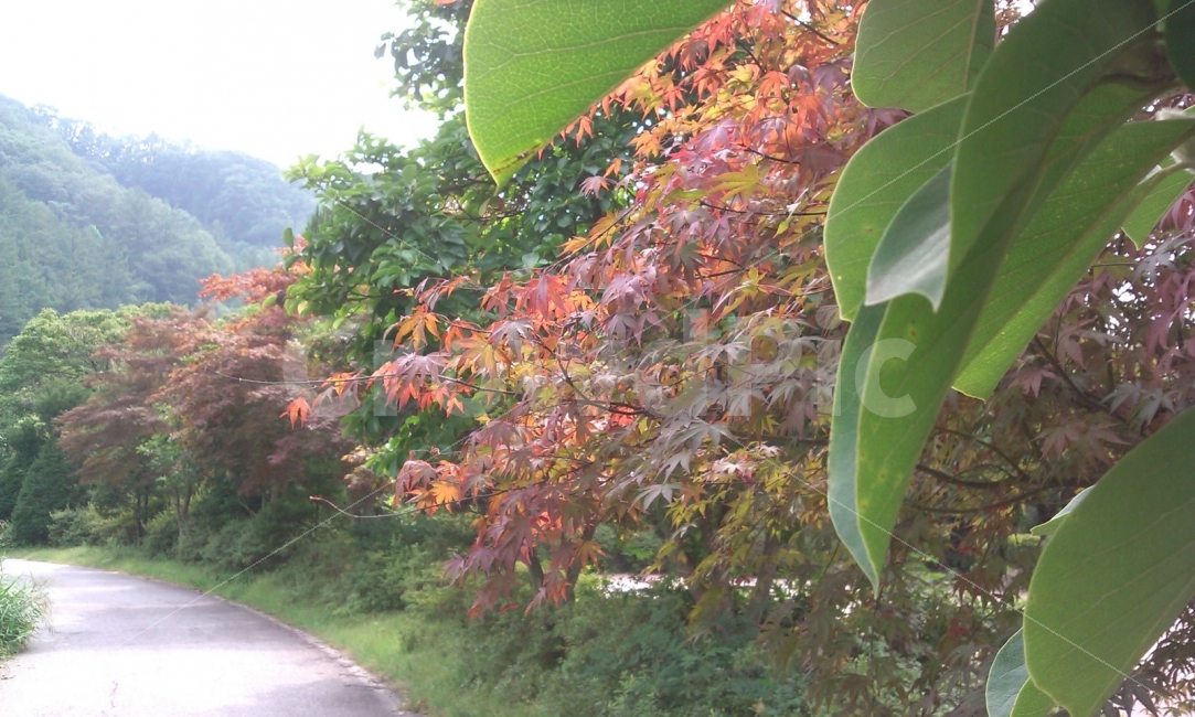 단풍,가을,풍경,자연,공원,자연,풍경,nature,landscape,가을,계절,fall,autumn,season,plant,식물,leaf,잎,tree,나무