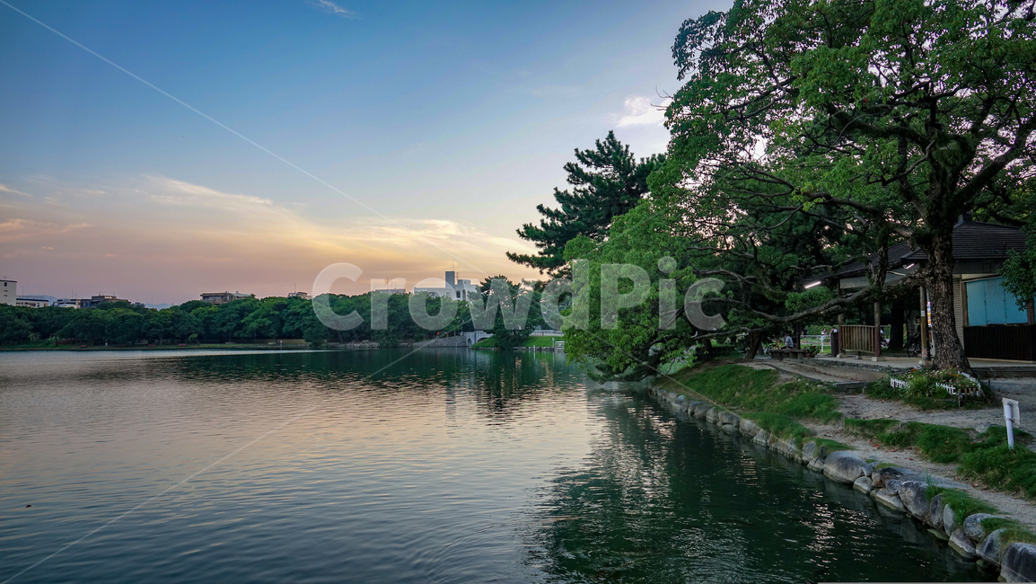 오호리공원,후쿠오카,공원,노을,일몰,풍경,핑크빛노을,호수,park,오호리코엔,fukuoka,감성,자연,나무,다리,water,물,outdoors,옥외,nature