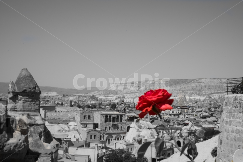꽃,장미,여행,흑백사진,빨강,자연,터키,카파도키아,도시,풍경,city,landscape,해외,외국,세계,foreign,oversea,world,세계도시풍경,해외도시풍경,외국도시풍경,world cityscape,식물,자연,plants,nature,꽃,flower,흑백,모노톤,monochrome,black and white