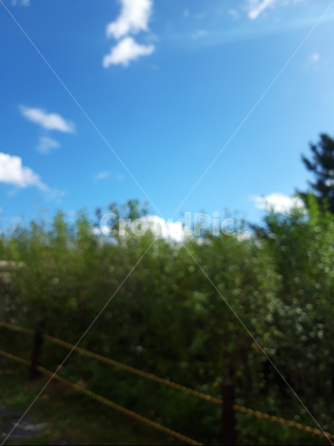나무,풀숲,구름,하늘,tree,나뭇잎