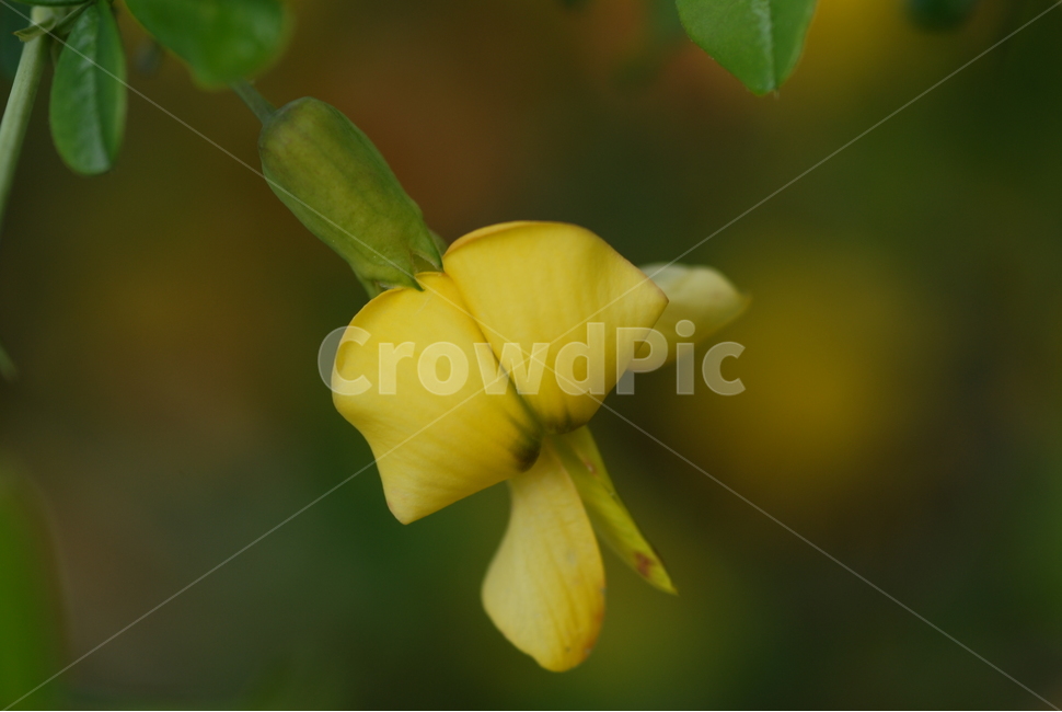 꽃잎,식물,꽃,골담초,노랑색꽃,야생화,식물,자연,plants,nature,꽃,flower