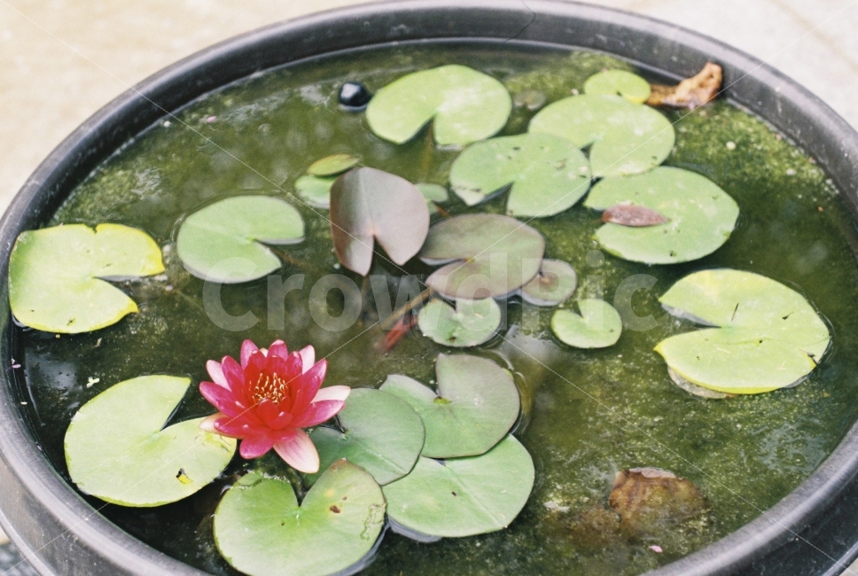 연꽃,자연,필름,필카,감성,꽃,식물,자연,plants,nature,꽃,flower
