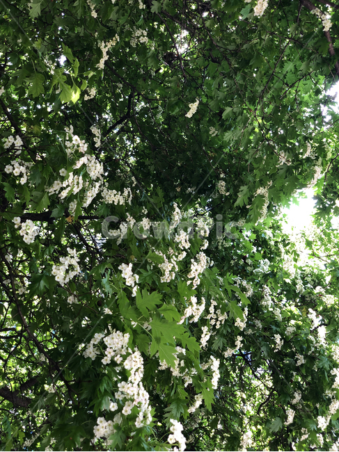 자연,식물,나무,꽃,잎,하얀꽃,작은꽃,나뭇잎,초록,하얀색,plant,풍경,nature,flower,tree