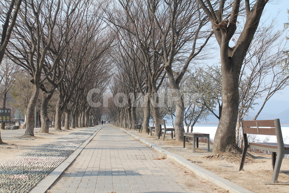 가로수,나무,공원,산책,산책로,풍경,자연,아름다움,휴식,겨울,계절,winter,season