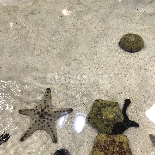 불가사리,별불가사리,batseastar,모래,물,water,바다,sea