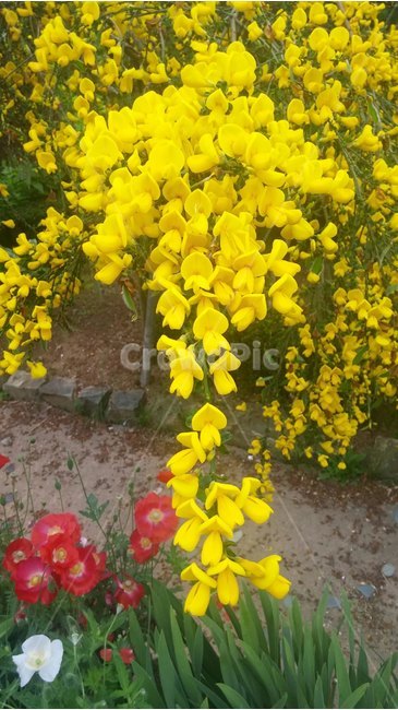 꽃,자연,풀,나무,노란꽃,식물,자연,plants,nature,꽃,flower