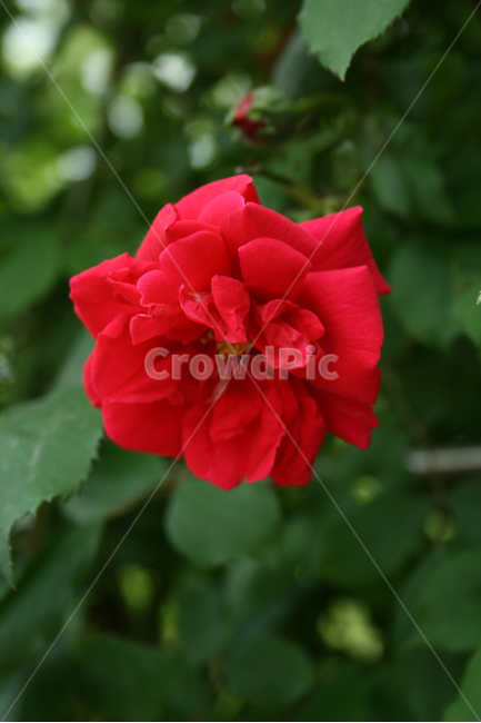 식물,flower,꽃,붉은꽃,장미,식물,자연,plants,nature,꽃,flower