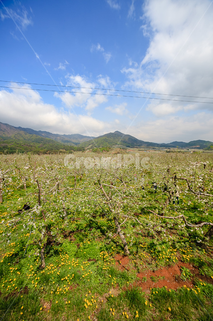 사과꽃,하늘,꽃,과일꽃,정원,자연,풍경,nature,landscape,outdoors,옥외,rural,농촌,farm,농장,field,들