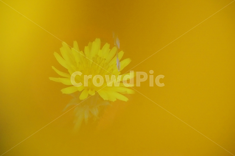 민들레,민들레꽃,야생화,국화과,다년생식물,식물,자연,plants,nature,꽃,flower