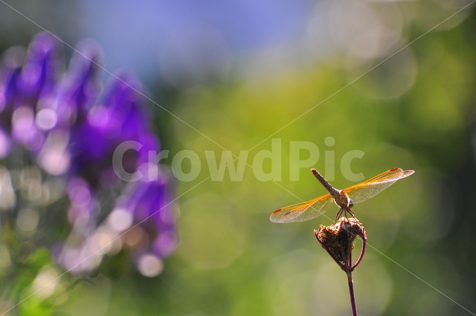잠자리,곤충,아웃포커스,배경흐림,접사,마크로,여름이미지,휴식,쉼,꼬리,날개,끝,그라데이션,시안,디자인,디자이너,사보,카다로그,잡지,광고,뉴스레터,마케팅,배너,팝업,sns,꽃,보라색,배경,바탕,백그라운드,분위기,필,느낌,감성,서정,자연친화적,친환경,앉다,색감,모바일,출판,편집,서적,교과서,학습지,책자,도감,콘텐츠,방학,summer,근접,클로즈업,가까이,잠시,브로셔,웹,실사,자료,색상,그린,바이올렛,퍼플,동물,animal,곤충,벌레,insect,bug,감성,sensible,feeling