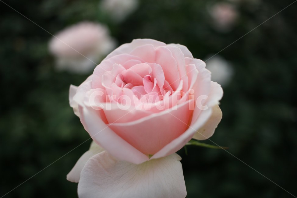 장미,꽃,접사,분홍색,rose,식물,자연,plants,nature,꽃,flower