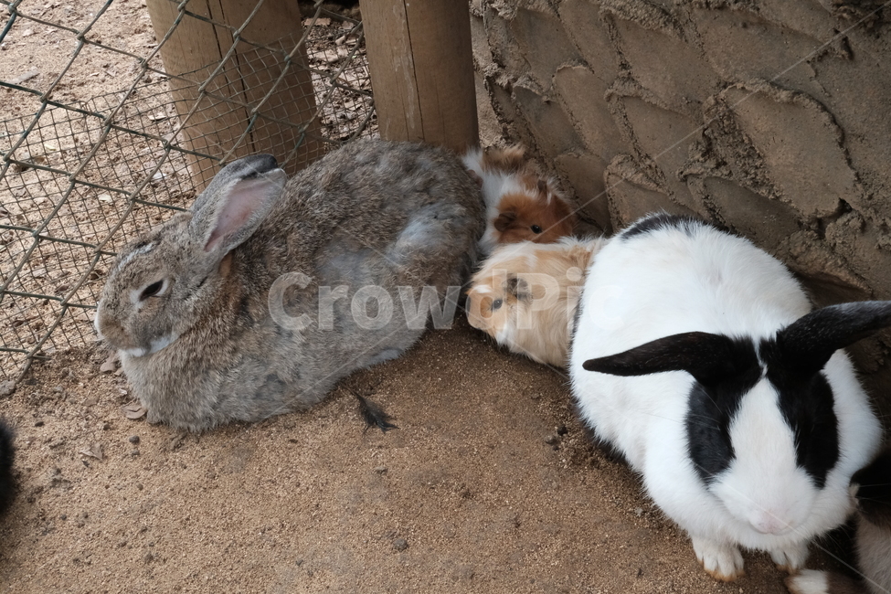 mammal,포유류,animal,동물,토끼,hare,설치류,rodent,동물,animal,포유류,mammal