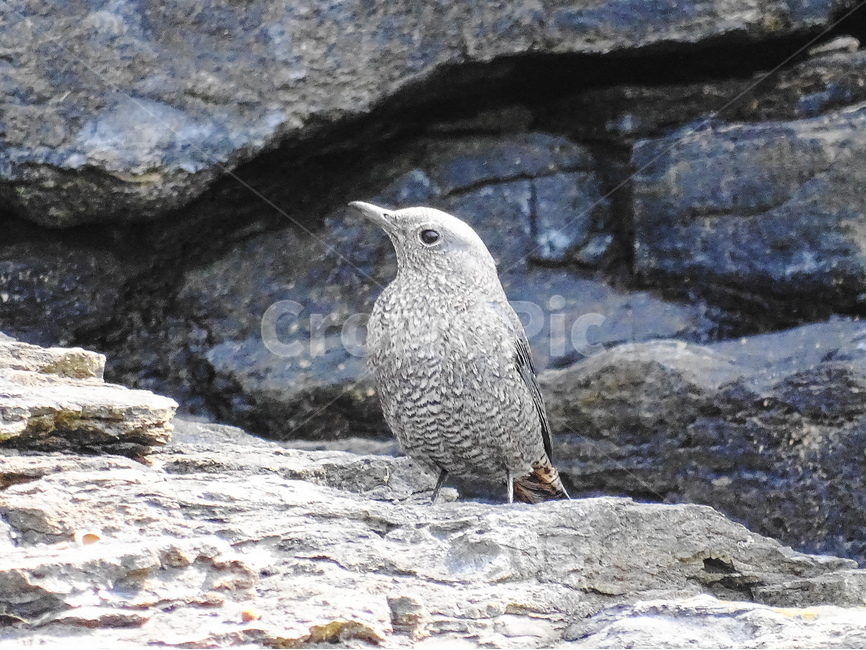 바다직박구리,새,바닷새,채석강,ocean,korea,bird,여름,봄,야생,자연,야생동물,변산반도,부안,바다,물,돌,바위,지질층,조류,우리나라새,동물,animal,조류,새,birds