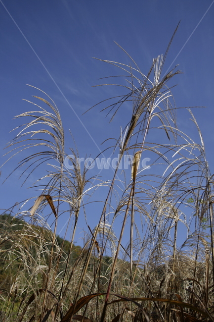 억새,풀,하늘,가을,식물,가을,계절,fall,autumn,season,식물,자연,plants,nature,grass,잔디,plant