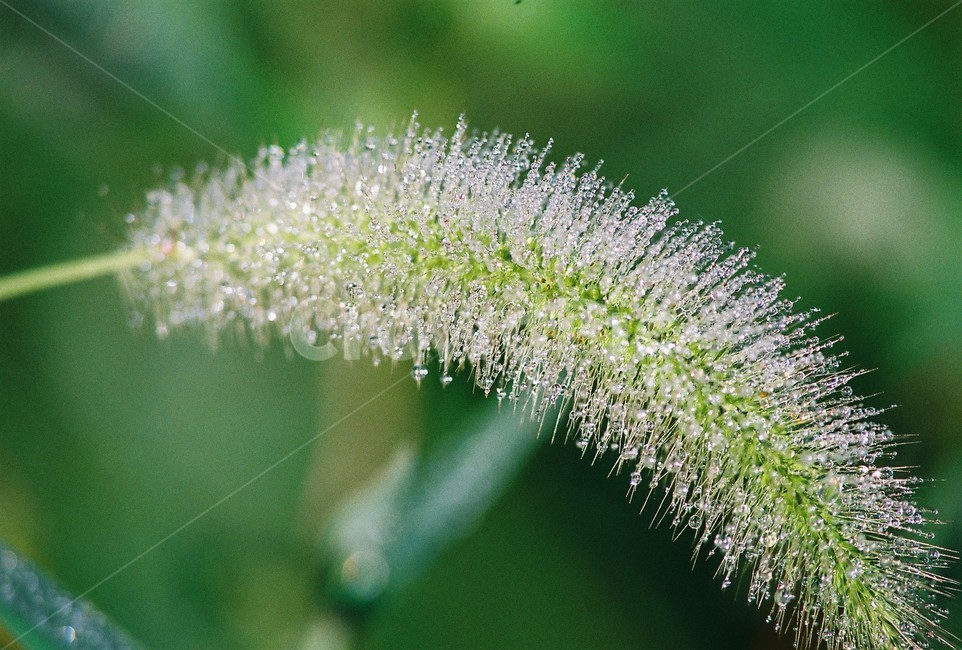 강아지풀,이슬,식물,자연,foxtail,plants,nature,dew,식물,자연,plants,nature