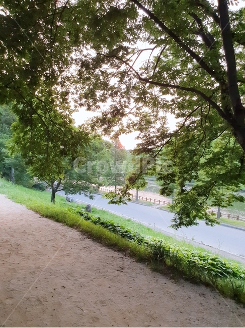 담양,관방제림,길,식물,나무,자연