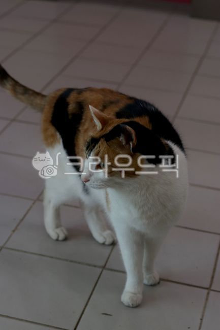 cat,animal,nature,mammal,spotted,wildlife,cute,streetcat,stray cat,gentle,cateyes,chaos,beauty,appearance