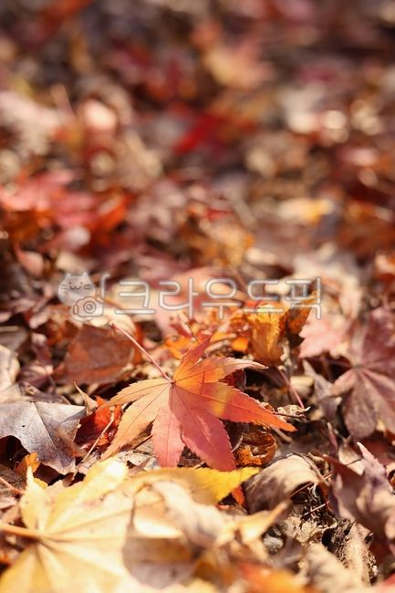 단풍,낙엽,빨간,가을,단풍잎,식물,잎,감성,배경,떨어진,바닥,쌓인,자연,maple,nature