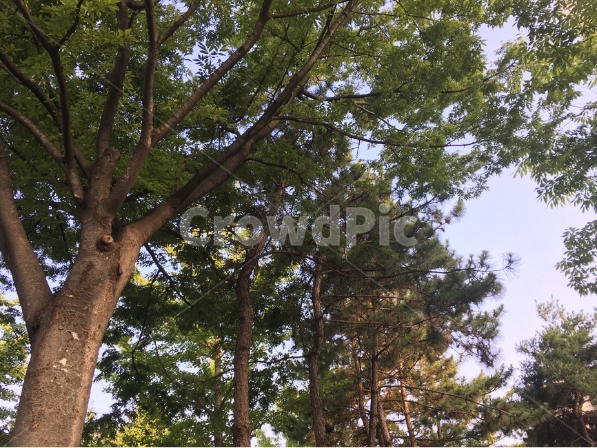 식물,나무,자연,자연환경,소나무,울창한,식물,자연,plants,nature,나무,trees,wood