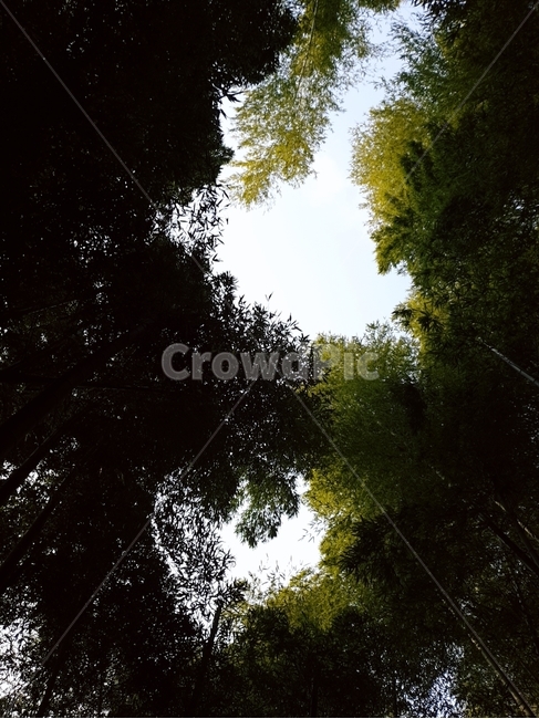 자연,풍경,나무,하늘,숲,자연,풍경,nature,landscape,flare,플레어,light,빛