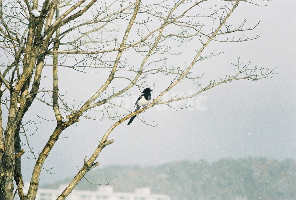까치,새,자연의파수꾼,나무,휴식,겨울,겨울,계절,winter,season,식물,자연,plants,nature,나무,trees,wood,동물,animal,조류,새,birds,감성,sensible,feeling