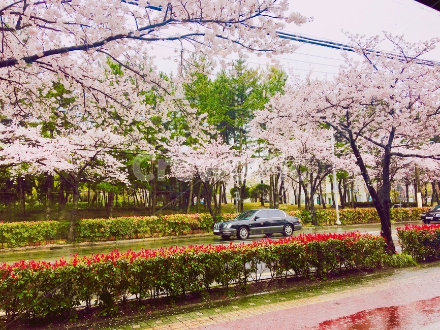 봄,벚꽃,길가,꽃잎,핑크,색감,봄,계절,spring,season,plant,식물,flower,꽃,blossom