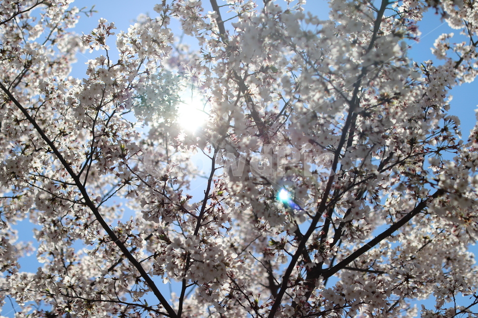 벚꽃,꽃,봄,감성,감성사진,화사함,분위기,아름다움,봄,계절,spring,season,식물,자연,plants,nature,꽃,flower,plant,cherry blossom,blossom