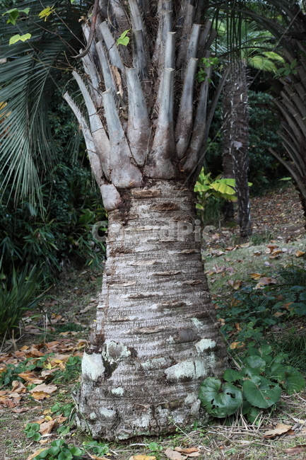 코커스야자,야자나무,식물,palm,plant,식물,자연,plants,nature,나무,trees,wood
