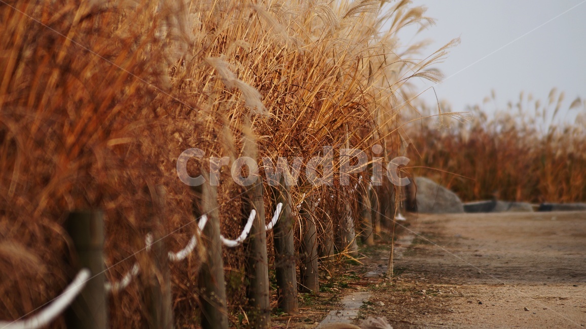 가을,가을풍경,하늘공원,억세풀,갈대,가을,계절,fall,autumn,season,자연,풍경,nature,landscape,식물,plants,plant,grass,잔디