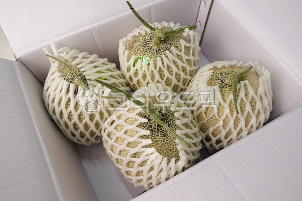 Melon delivery,fruit,Melon Box,melon,food,Melon packaging,Sejimeron