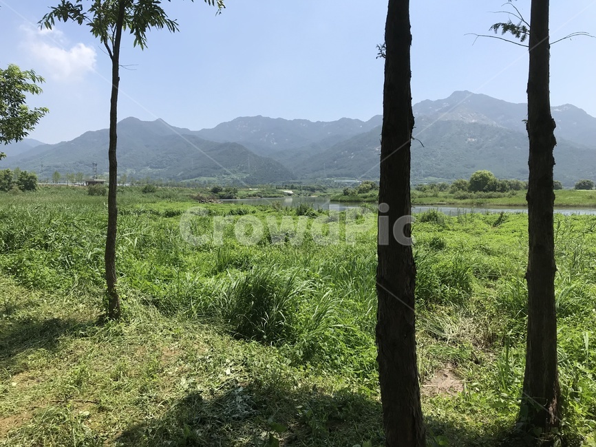 nature,자연,field,grassland,서어나무숲