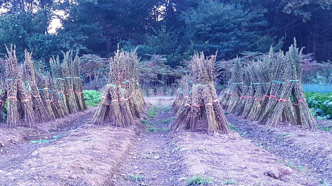 가을,풍경,들깨,추수,작물,쓸쓸함,산업,industry,industrial,농업,농사,agriculture,farming,farming industry