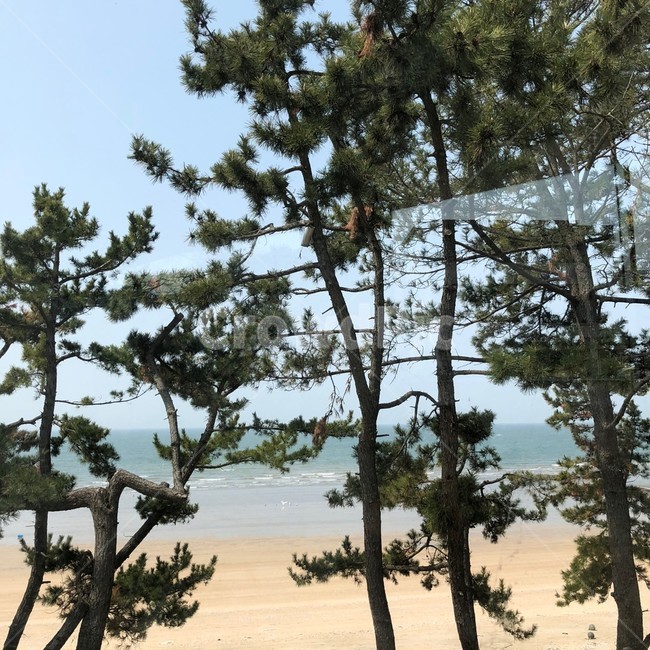 나무,tree,plant,식물,소나무,바닷가,바다,풍경,자연