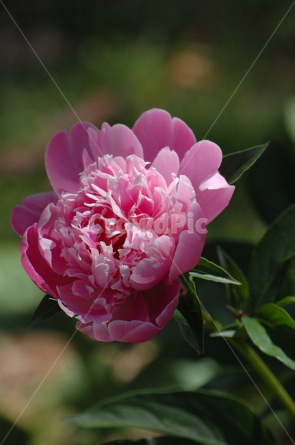 작약,한송이,꽃,꽃송이,분홍,핑크,근접,식물,자연,plants,nature,꽃,flower