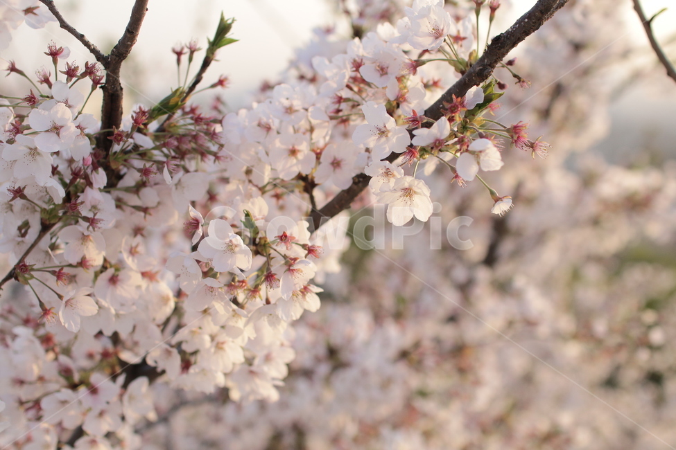 벚꽃,봄꽃,봄날,감성사진,일몰,해질녘,봄,계절,spring,season,식물,자연,plants,nature,꽃,flower,plant,blossom