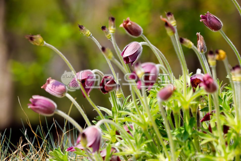 꽃,식물,할미꽃,봄,blossom,flower,봄꽃