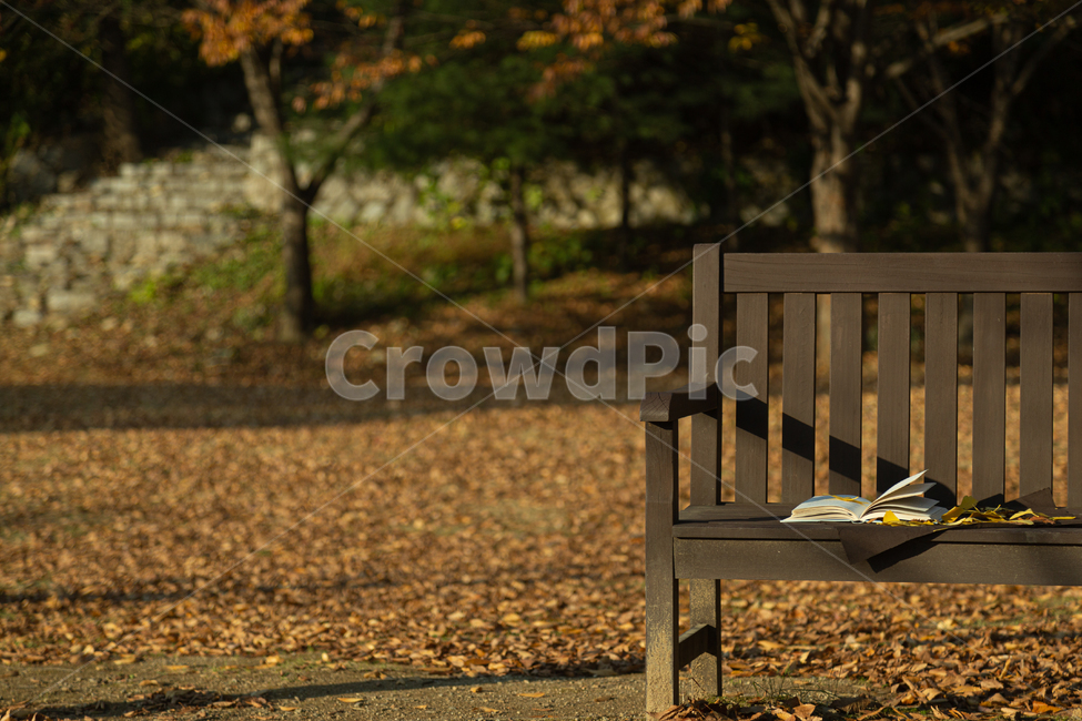 book,책,plant,식물,leaf,잎,가을,autume,독서,의자,가을,계절,fall,autumn,season,furniture,가구