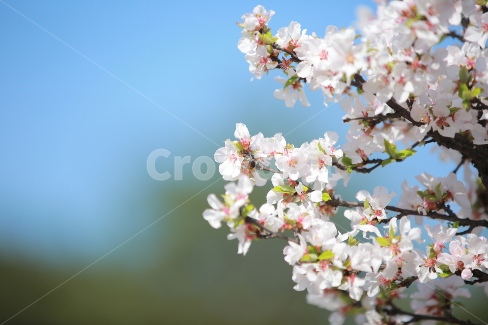 벚꽃,봄,새싹,cherryblossom,하늘,꽃,캐논,5dmark3,봄,계절,spring,season,식물,자연,plants,nature,꽃,flower,plant
