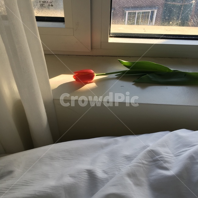 튤립,꽃,꽃한송이,창문,감성,햇빛,햇살,꽃,flower