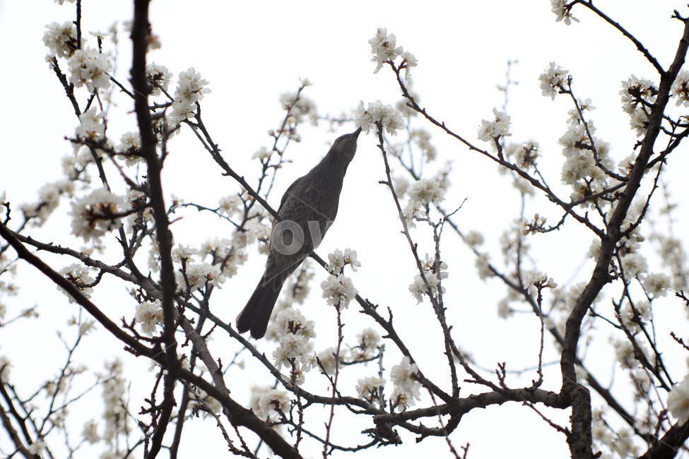 봄,벚꽃,새,cherryblossoms,spring,flower,bird,동물,animal,한국자연풍경
