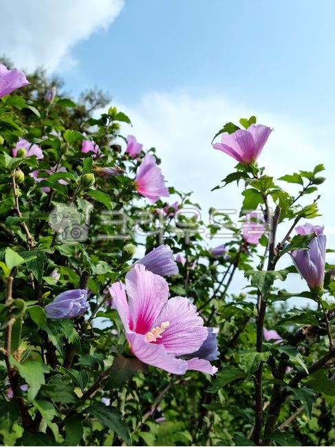 Rose of Sharon flower,Rose of Sharon tree,petal,background,Rose of Sharon,flower