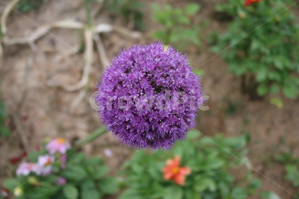 plant,식물,flower,allium,blossom,꽃,식물,자연,plants,nature,꽃,flower
