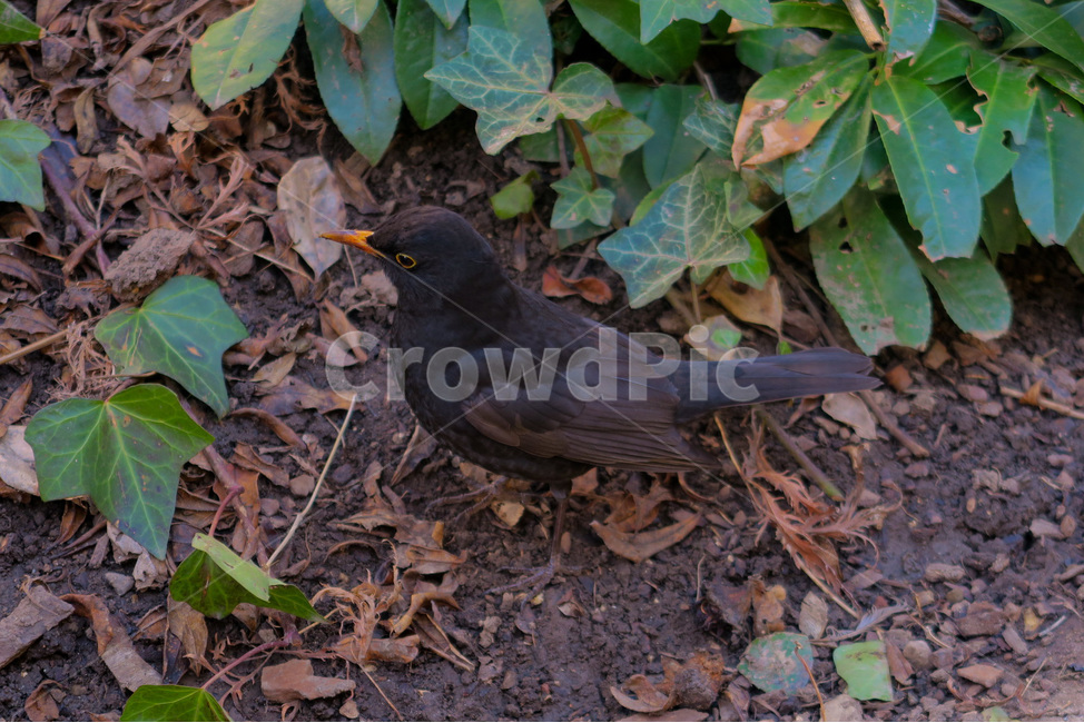 bird,새,blackbird,plant,식물,흙,soil,animal,동물,자연,nature,동물,animal,조류,새,birds