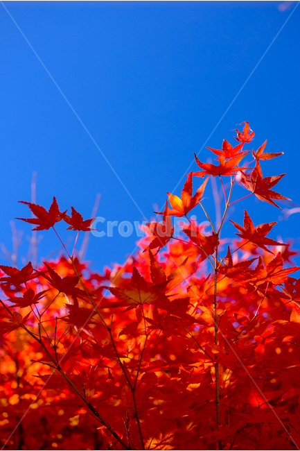 단풍,가을,하늘,나무,감성사진,maple,fall,autumn,tree,leaves,sky,한국,korea,단풍나무,가을,계절,fall,autumn,season,식물,자연,plants,nature,색깔,색상,색채,색감,color sense,color sensitivity,feeling of color,leaf,잎,plant