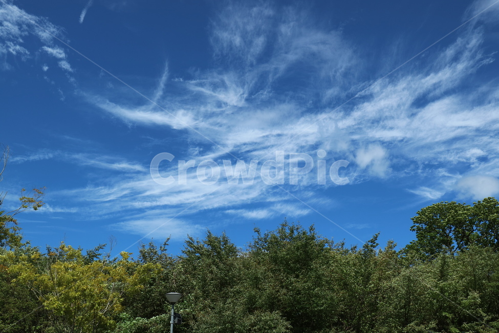일본,오이타현,하늘,자연,풍경,구름,나무,plant,식물,tree,sky,cloud