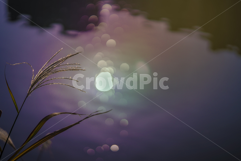가을,계절,갈대,풀,식물,생물,plant,옥외,flare,플레어,light,자연,nature