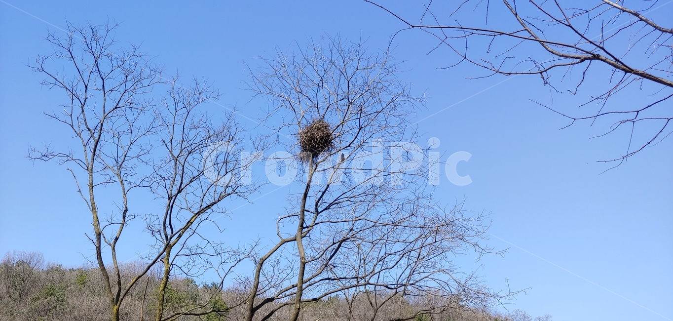 나무,숲,둥지,새,까치,잎,푸른,하늘,맑은,가지,앙상한