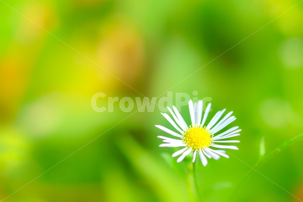 꽃,개미취,흰색,초록색,식물,식물,자연,plants,nature,꽃,flower